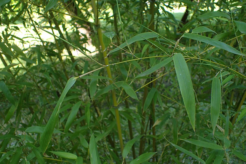 Phyllostachys mannii — photo