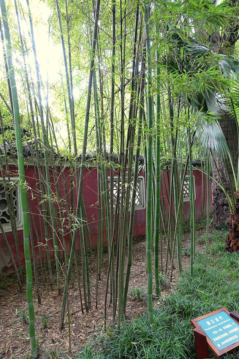Phyllostachys meyeri