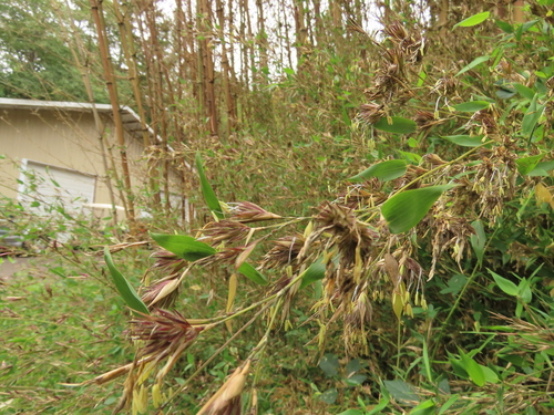 Phyllostachys nidularia (Big node bamboo) — photo