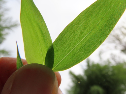 Phyllostachys nidularia (Big node bamboo) — photo