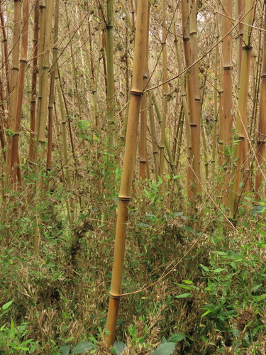 Phyllostachys nidularia