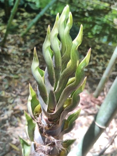 Phyllostachys nigra (Black bamboo) — photo