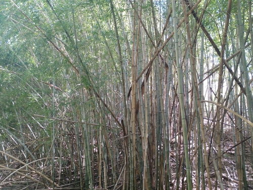 Phyllostachys nigra f. boryana (Unmon-chiku) — photo