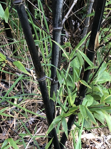Phyllostachys nigra f. boryana (Unmon-chiku) — photo