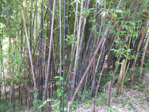 Phyllostachys nigra f. punctata