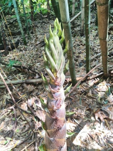 Phyllostachys nigra