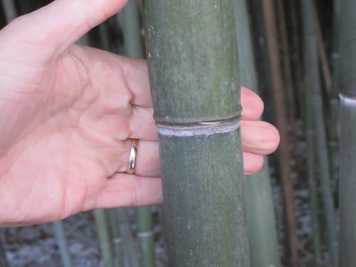 Phyllostachys nuda (Nude sheath bamboo) — photo