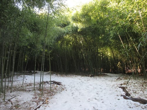 Phyllostachys nuda (Nude sheath bamboo) — photo