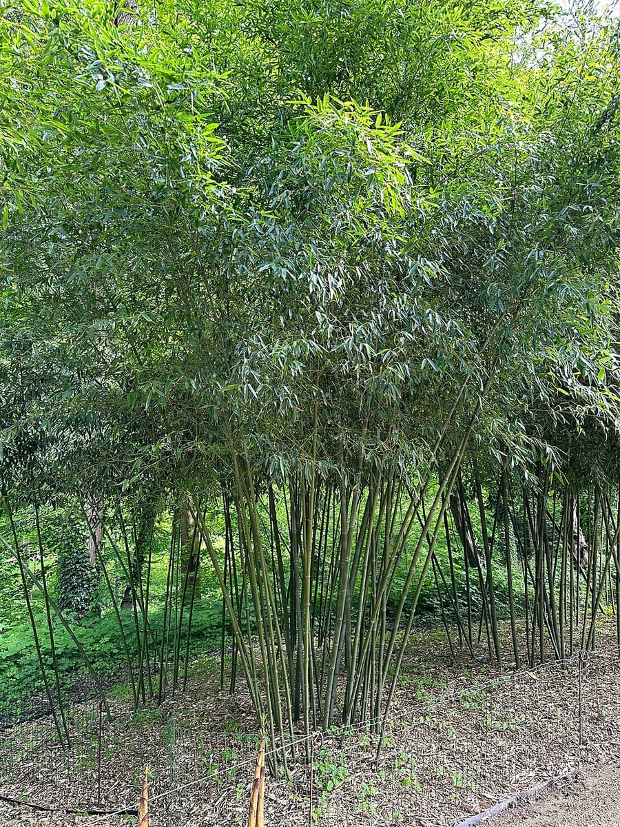 Phyllostachys parvifolia (Anji golden bamboo) — photo