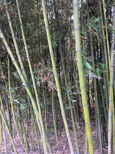 Phyllostachys parvifolia