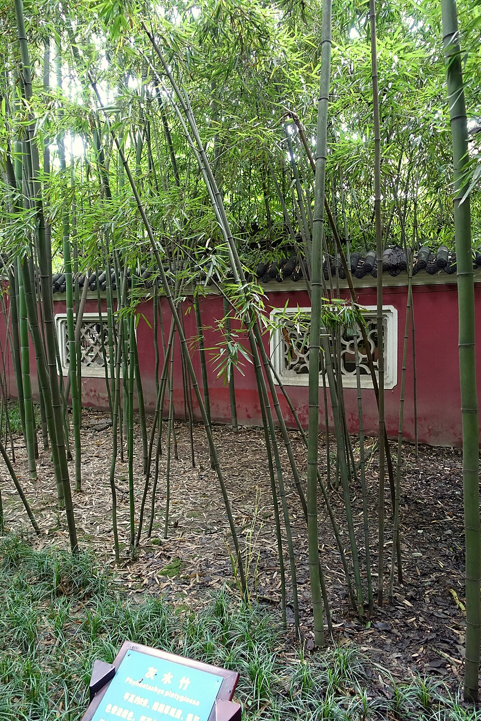 Phyllostachys platyglossa (Zheijang bamboo) — photo