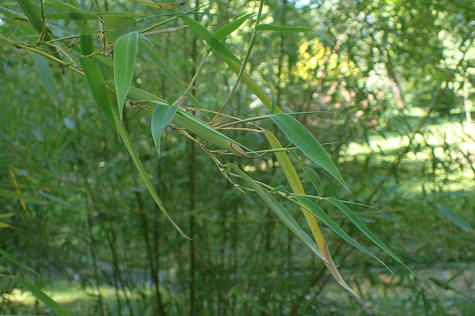 Phyllostachys platyglossa