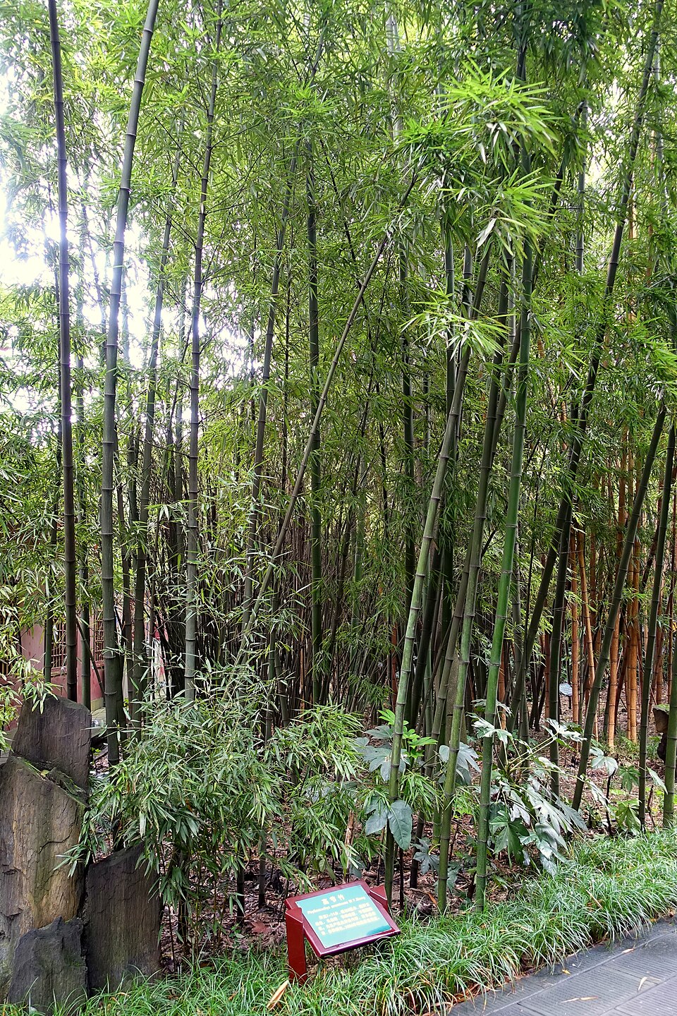 Phyllostachys prominens