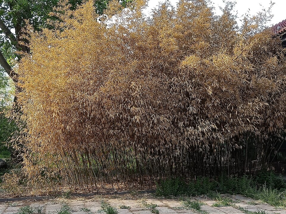 Phyllostachys propinqua — photo