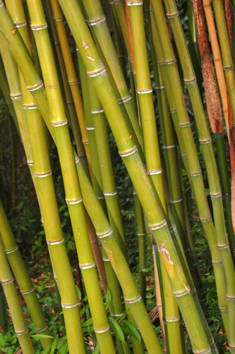 Phyllostachys reticulata (Hardy timber bamboo) — photo