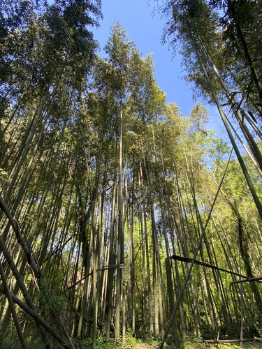 Phyllostachys reticulata forma kashirodake (Kashiro dake) — photo