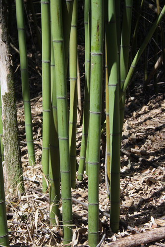 Phyllostachys reticulata forma kashirodake