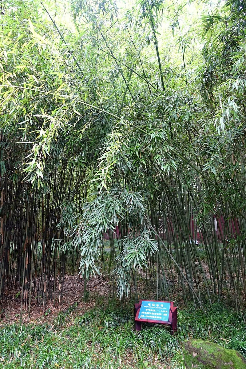 Phyllostachys rubromarginata (Red-margined bamboo) — photo