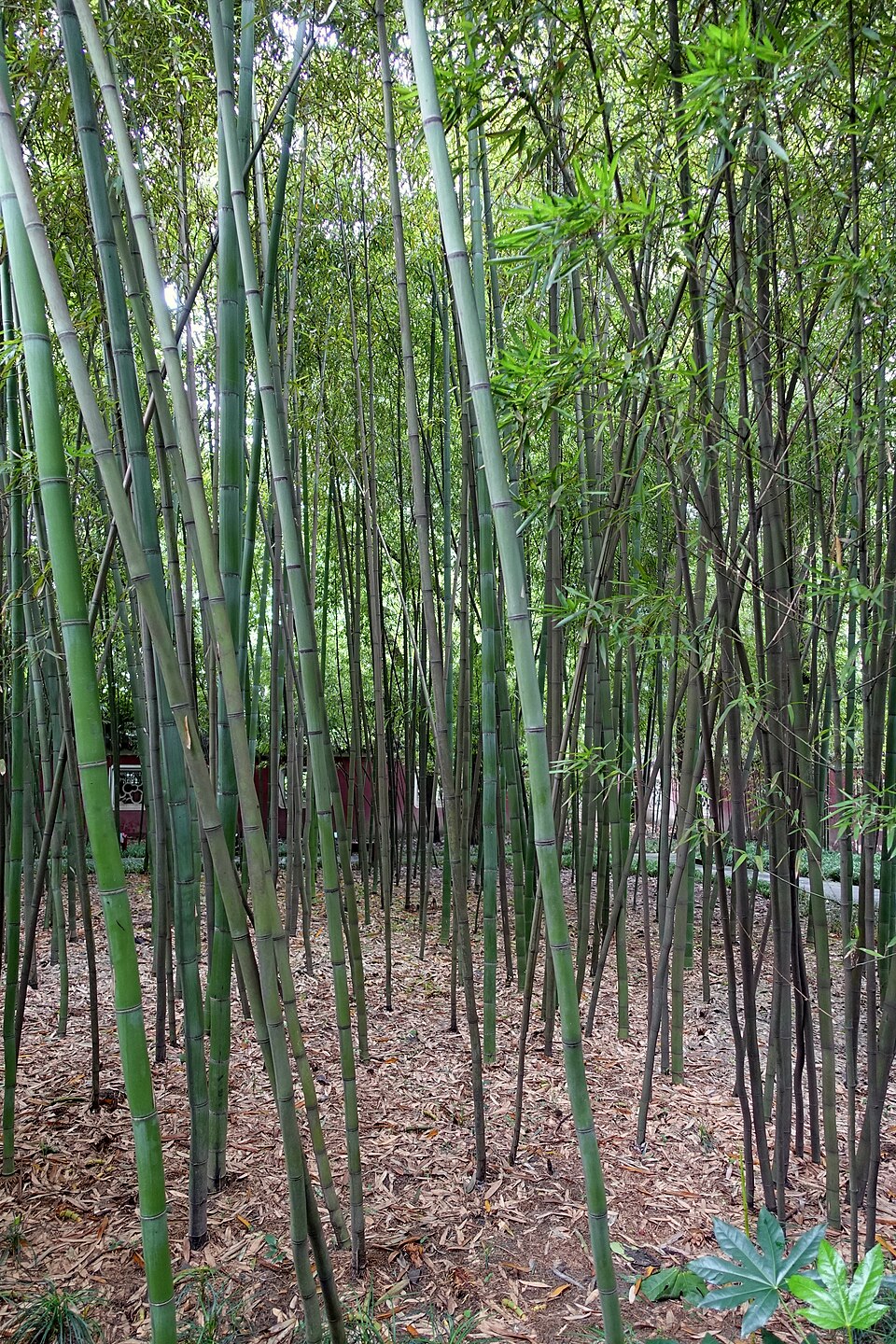 Phyllostachys tianmuensis