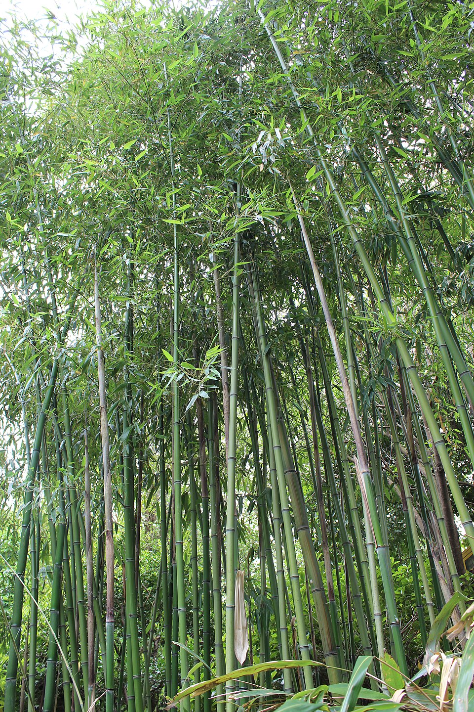 Phyllostachys violascens (Early bamboo) — photo