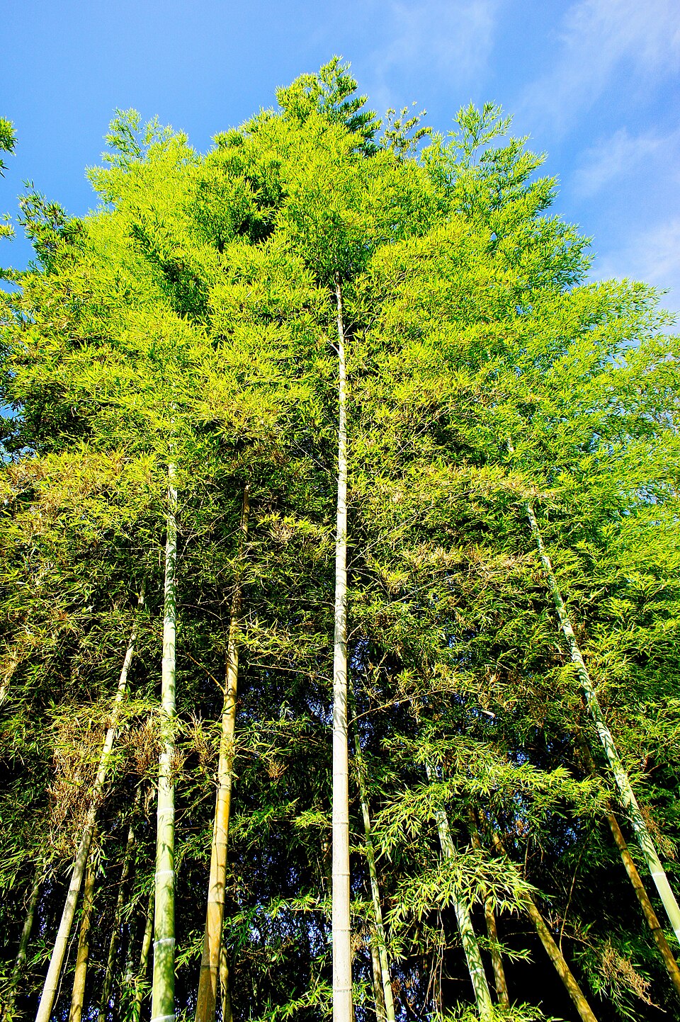 Phyllostachys violascens