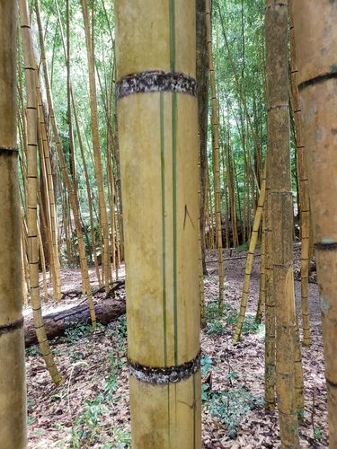Phyllostachys viridis (Green sulphur) — photo