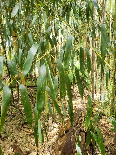 Phyllostachys viridis (Green sulphur) — photo