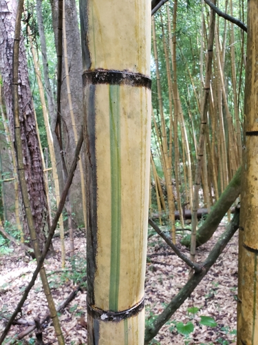 Phyllostachys viridis