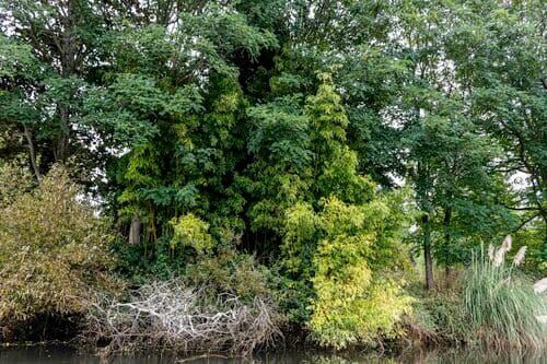 Phyllostachys vivax (Elegant bamboo) — photo
