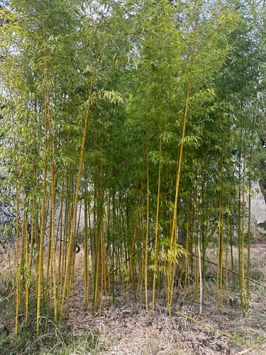 Phyllostachys vivax (Elegant bamboo) — photo