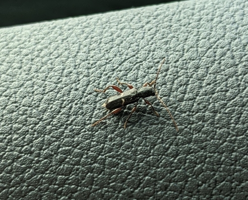 Phymatodes nigrescens