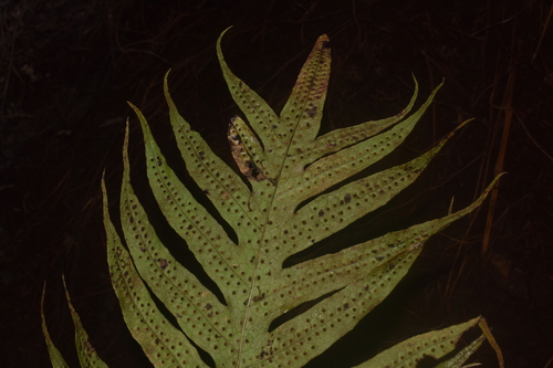 Phymatosorus commutatus (Fern) — photo