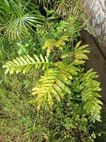 Phymatosorus commutatus