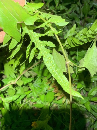 Phymatosorus longissimus — photo
