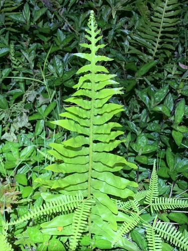 Phymatosorus longissimus