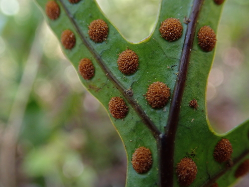 Phymatosorus pustulatus (Hound's tongue fern) — photo