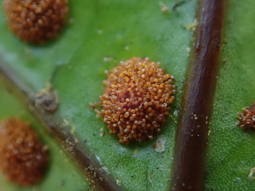 Phymatosorus pustulatus (Hound's tongue fern) — photo
