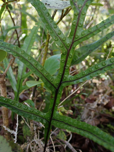 Phymatosorus pustulatus