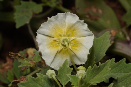 Physalis acutifolia (Sharp-leaf ground cherry) — photo