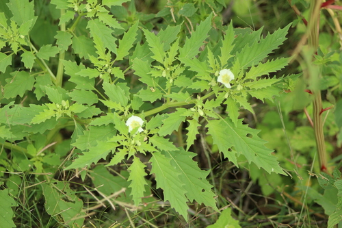 Physalis acutifolia (Sharp-leaf ground cherry) — photo