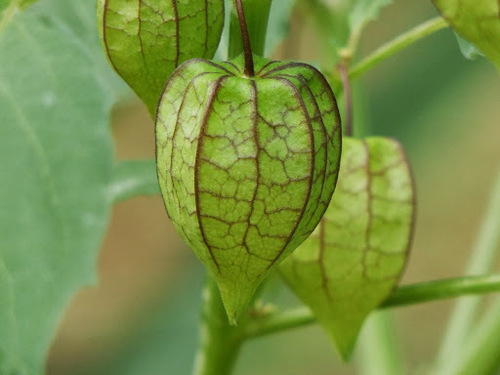 Physalis angulata (Toothed-leaved winter cherry) — photo