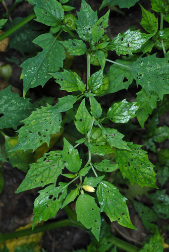 Physalis angulata (Toothed-leaved winter cherry) — photo