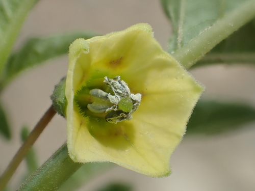 Physalis angulata