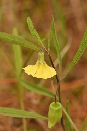 Physalis angustifolia (Coastal Ground-cherry) — photo