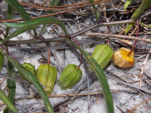 Physalis angustifolia (Coastal Ground-cherry) — photo