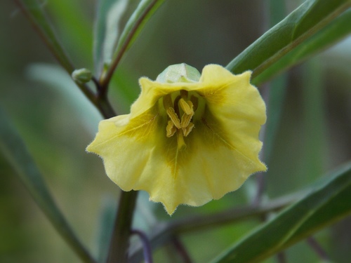Physalis angustifolia