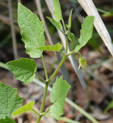 Physalis arenicola (Cypress-head Ground-cherry) — photo