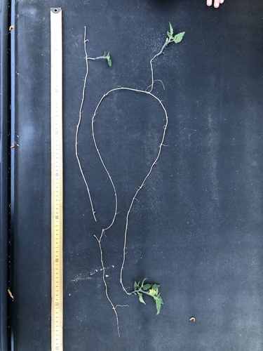 Physalis arenicola (Cypress-head Ground-cherry) — photo
