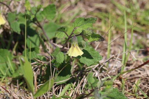 Physalis arenicola