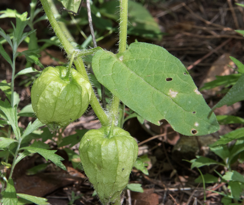 Physalis caudella (Southwestern Ground-cherry) — photo